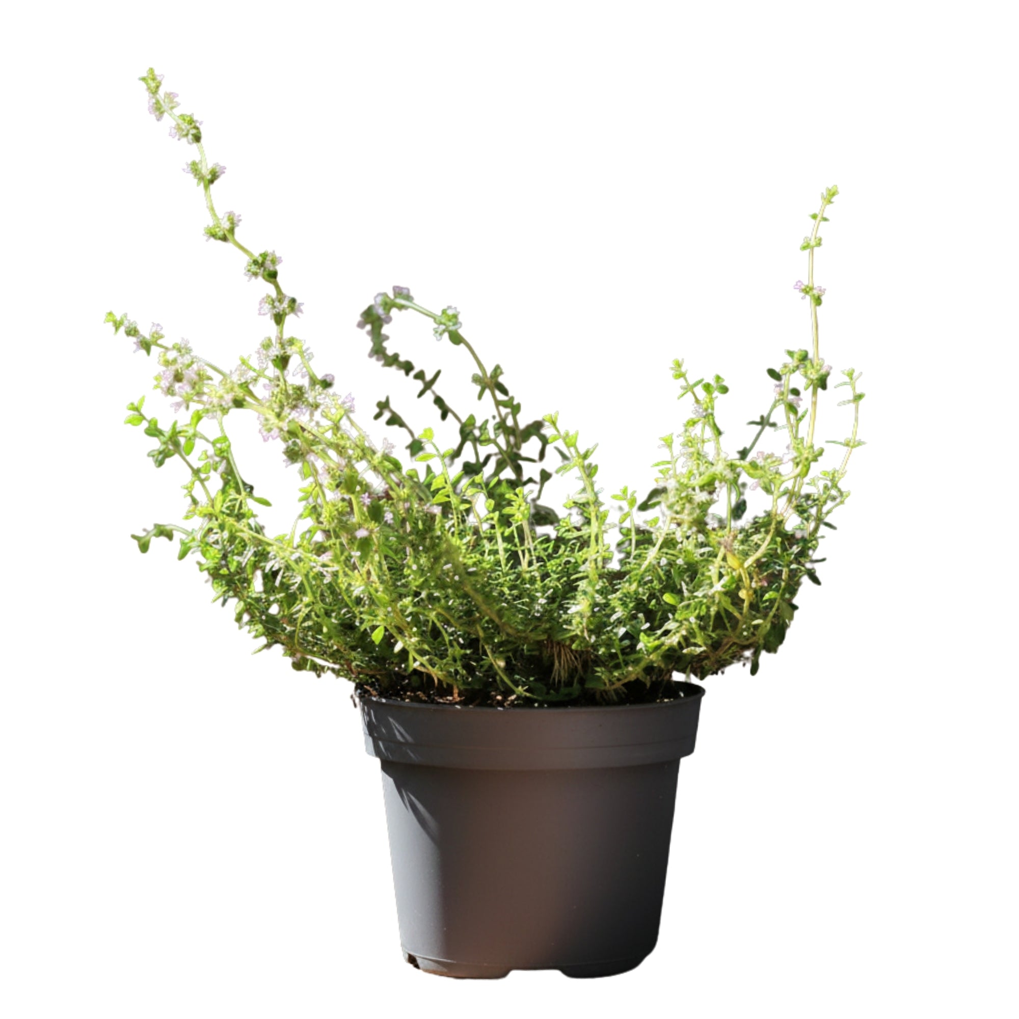 Thymus Citriodorus | Tomilho-limão